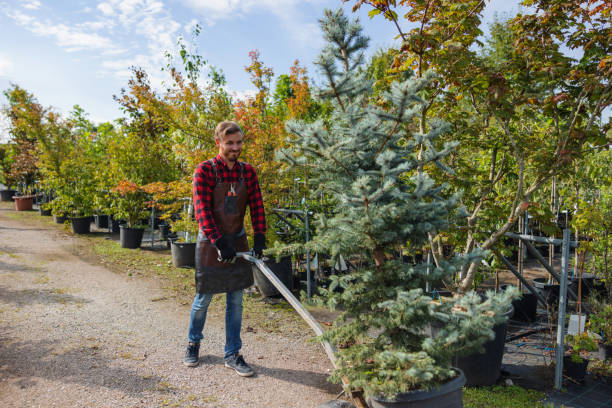 Best Tree Trimming and Pruning  in Ashland, VA